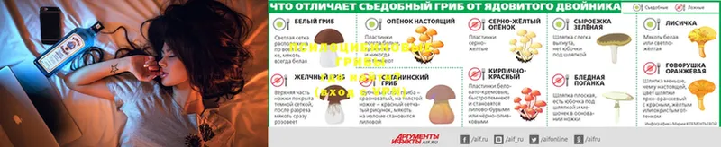 Псилоцибиновые грибы Psilocybe  как найти закладки  Александровск 